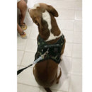 Peitoral Reforçado em Couro para Raças Fortes – Segurança, Durabilidade e Conforto