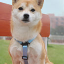 Guia Pet Mochila - Praticidade em Passeios para Aventuras Confortáveis